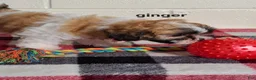 Teddy Bear dogs for sale: Ginger  - Ad 4