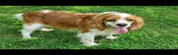 Mixed Breed dogs for sale: Rosie - Ad 9