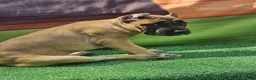 Cane Corso dogs for sale: INDIA - Ad 7