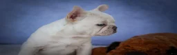 French Bulldog dogs for sale: Tulip🩷  - Ad 5