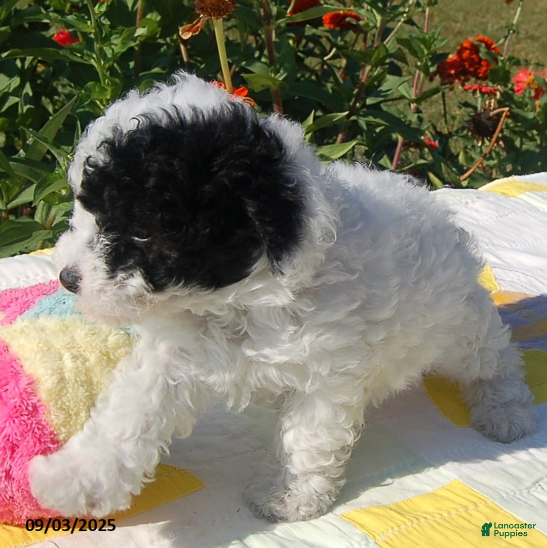 Toy Poodle dogs for sale: Blondie - Ad 3