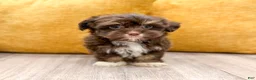 Havanese dogs for sale: Alex - Ad 3