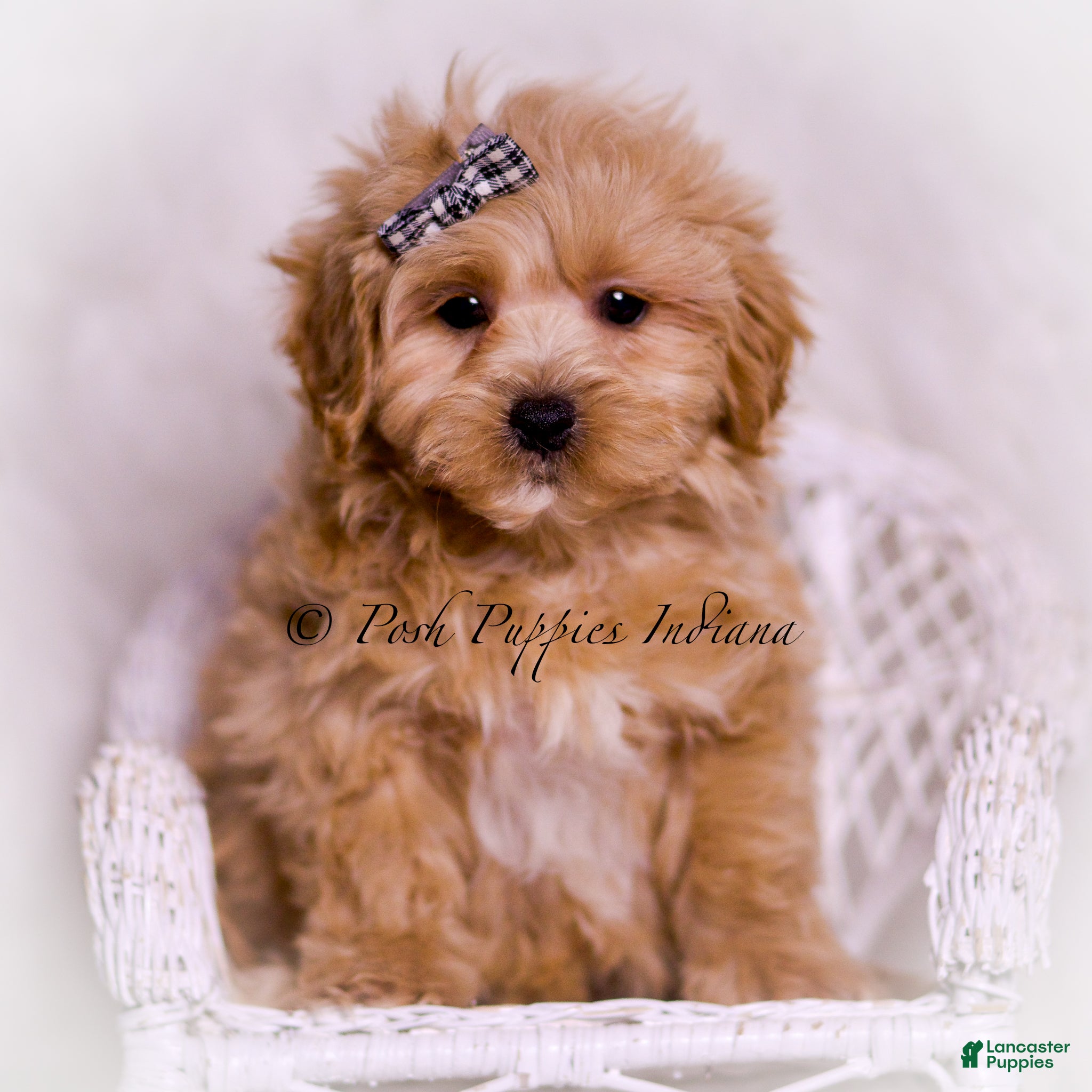 Maltipoo dogs Bobo - Ad 8