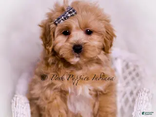 Maltipoo dogs Bobo - Ad 8