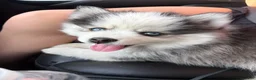 Pomsky dogs for sale: Riddoc - Ad 5