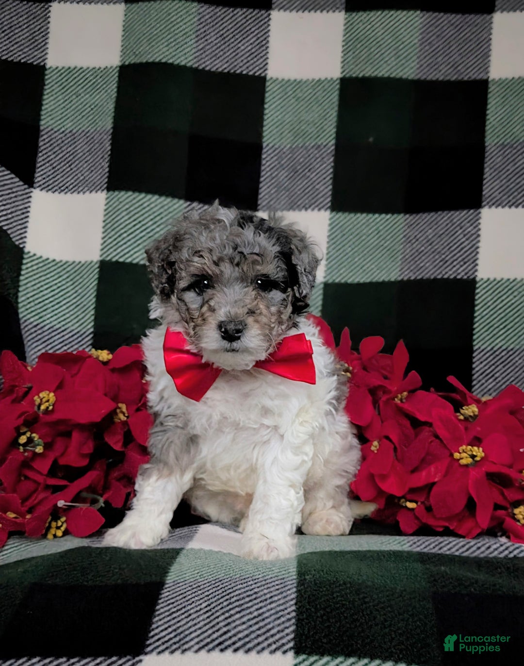 Mini Bernedoodle dogs for sale: Armondo Hypoallergenic Ready for Christmas - Ad 1