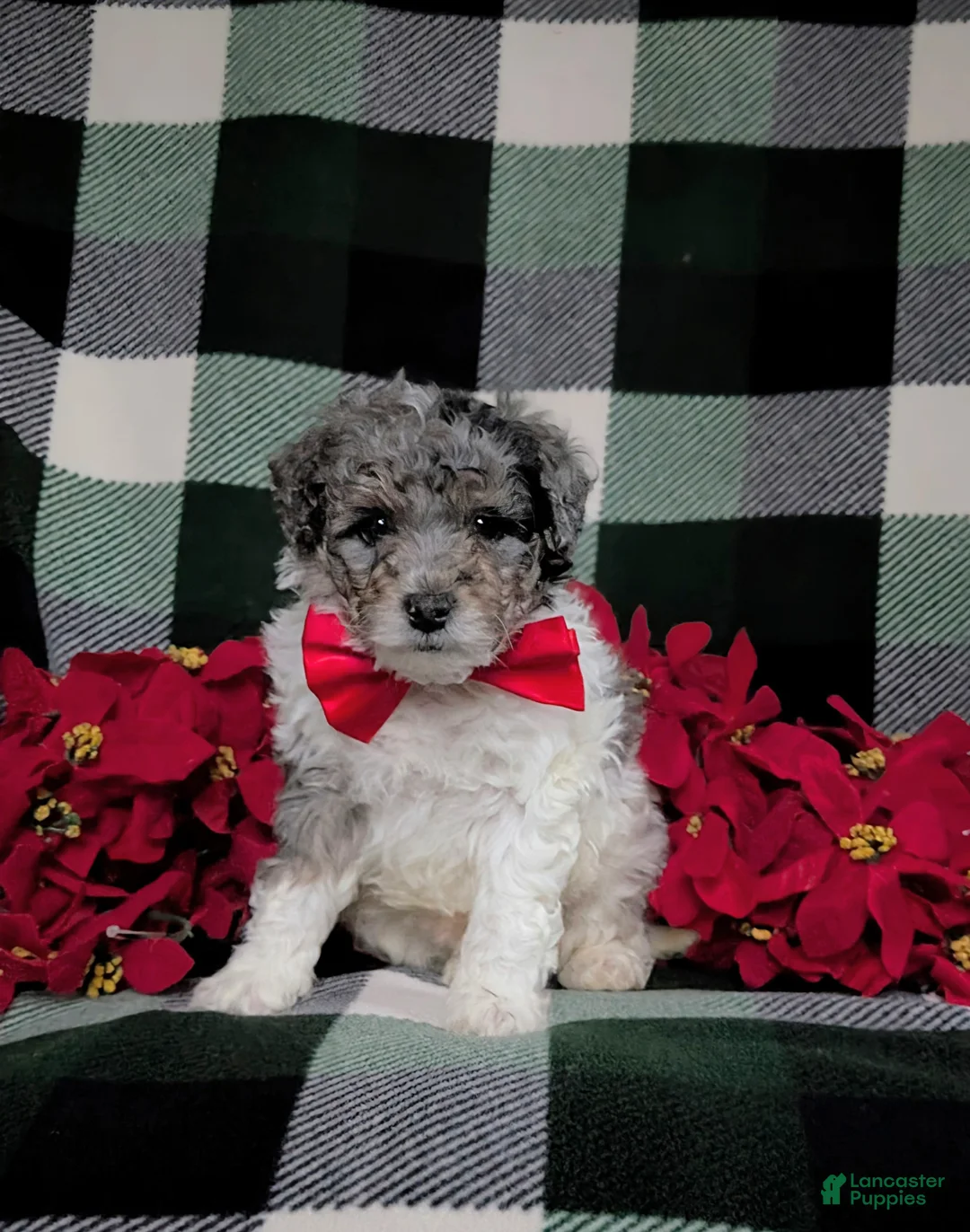 Mini Bernedoodle dogs for sale: Armondo Hypoallergenic  - Ad 11