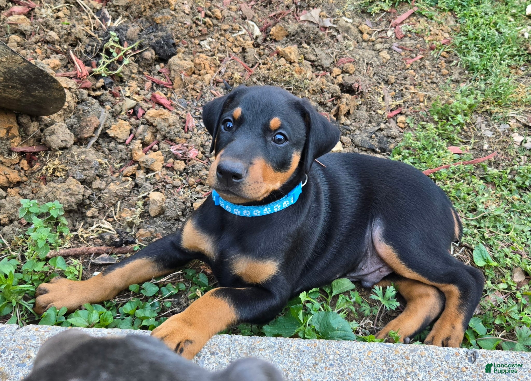 Doberman Pinscher dogs Doberman Pinscher Puppy 1 - Ad 1