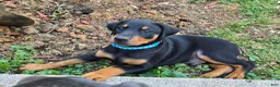 Doberman Pinscher dogs for sale: Doberman Pinscher Puppy 1 - Ad 1