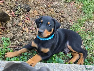 Doberman Pinscher dogs for sale: Doberman Pinscher Puppy 1 - Ad 2