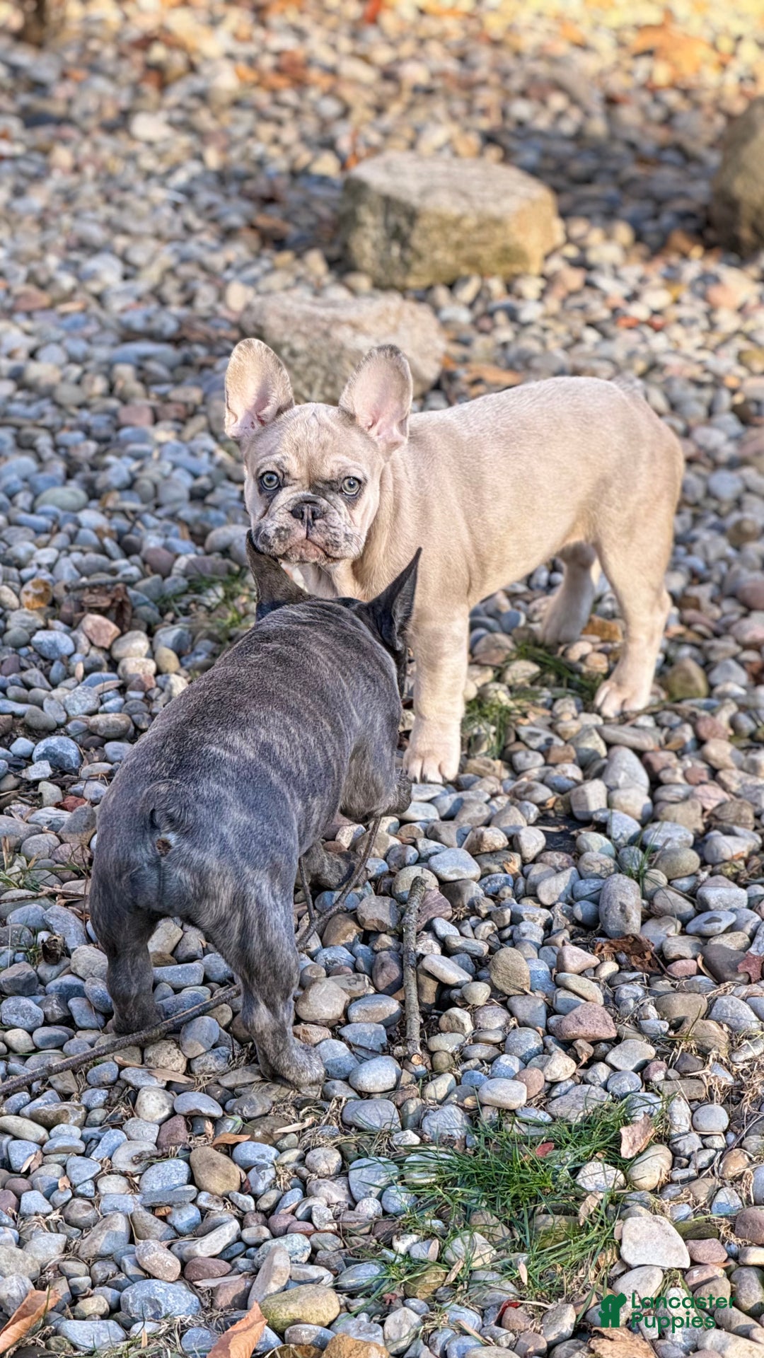 French Bulldog dogs for sale: French Bulldog Puppy 2 - Ad 10