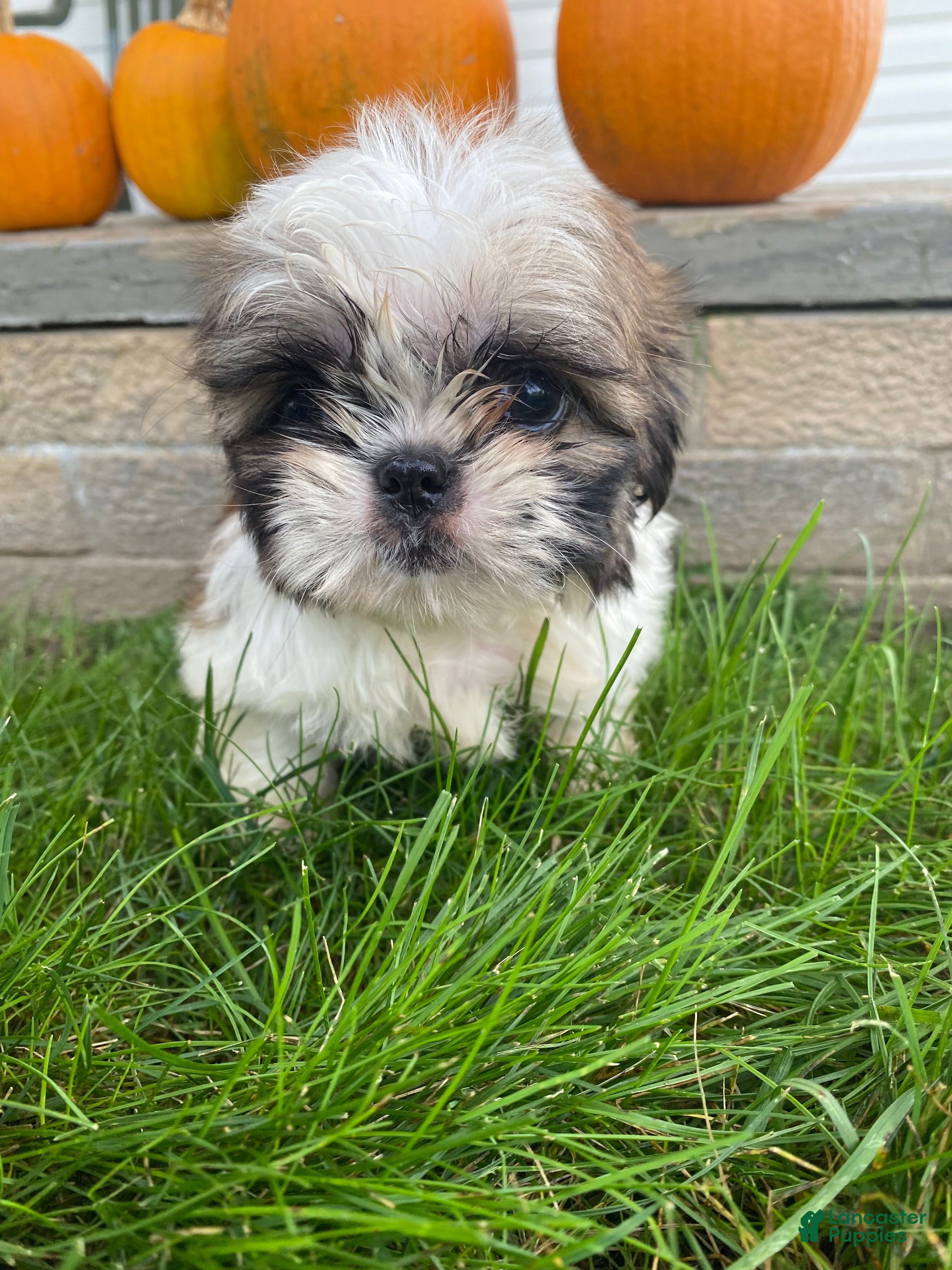 Shih Tzu dogs Molly - Ad 2