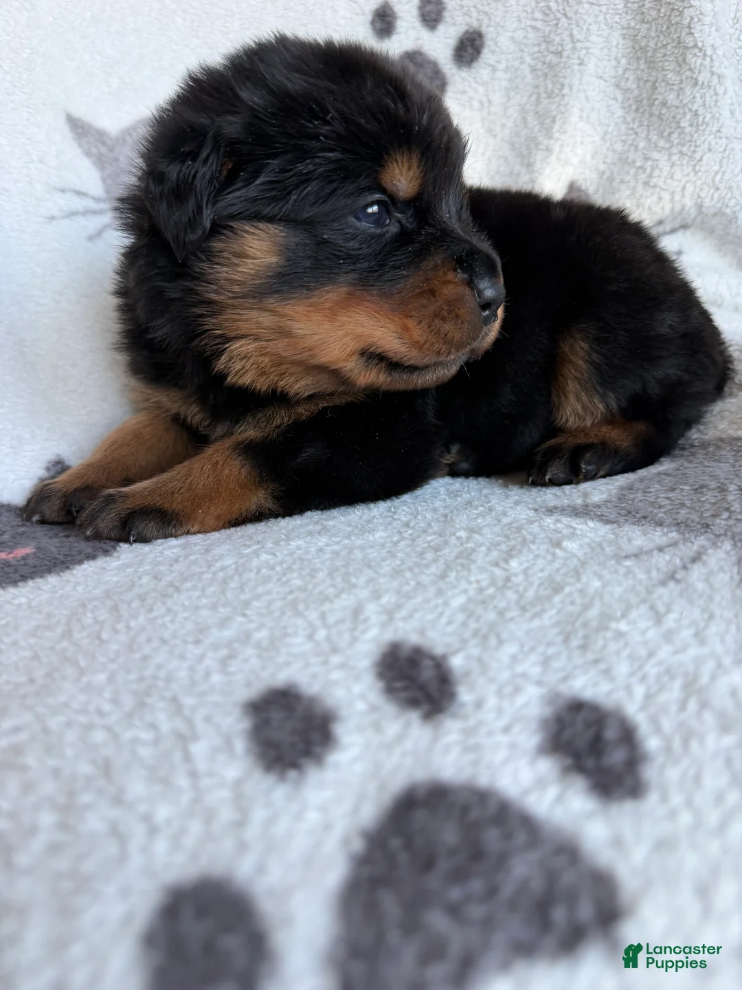 Rottweiler dogs for sale: Rocky - Ad 4