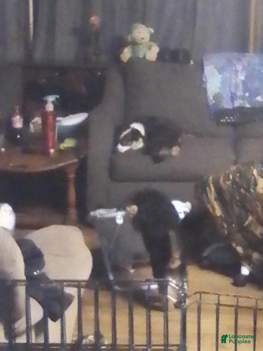 Mini Aussiedoodle dogs for sale: Mini Aussiedoodle Puppy 3 - Ad 21