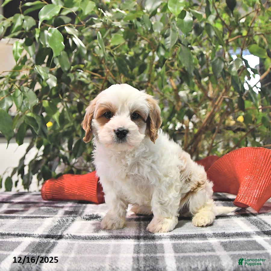 Cavapoo dogs Frosty - Ad 36