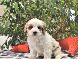 Cavapoo dogs Frosty - Ad 6