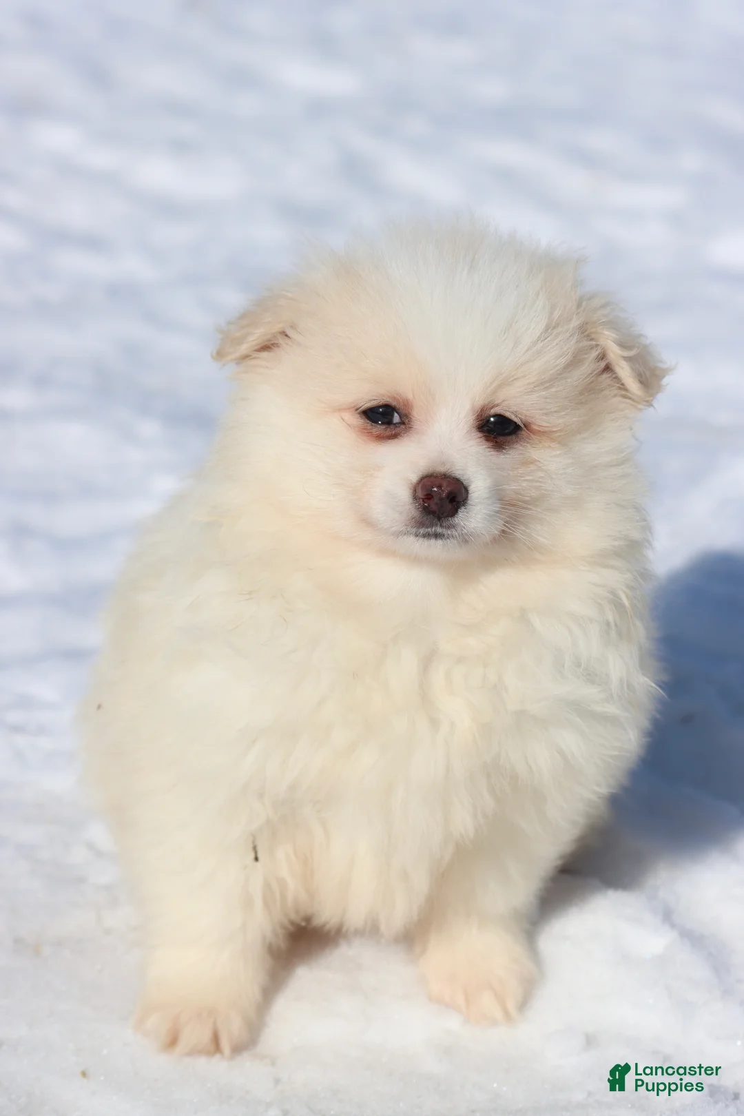 Pomeranian dogs for sale: Cream Puff  - Ad 2
