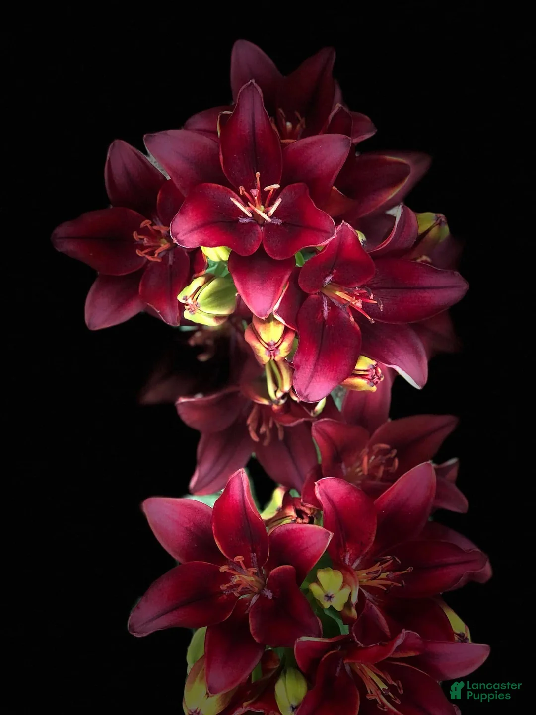 Gallery Image {{count}}