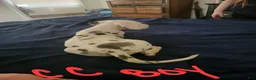 Great Dane dogs for sale: Great Dane 3 - Ad 5