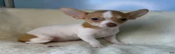 Chihuahua dogs for sale: Chihuahua Puppy 2 - Ad 21