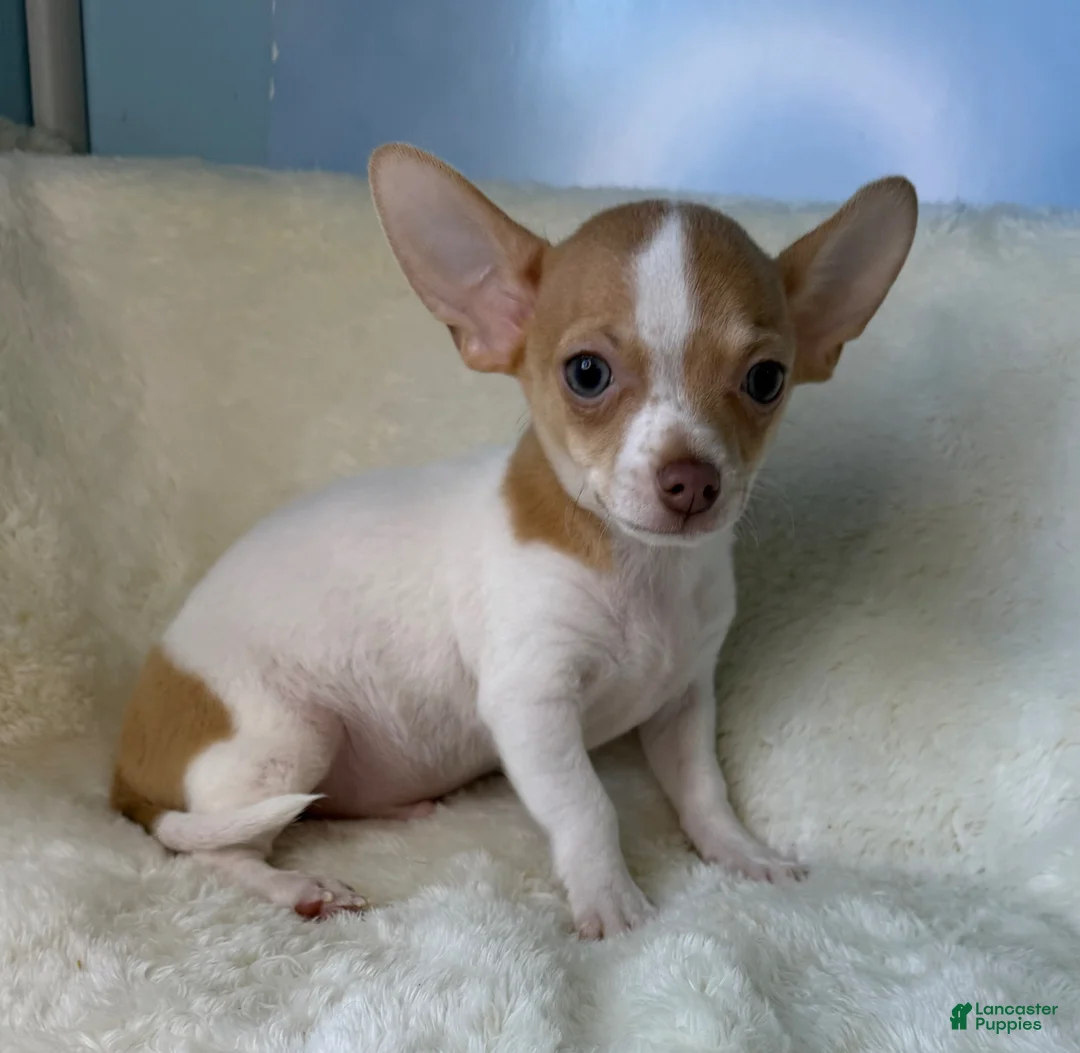 Chihuahua dogs for sale: Chihuahua Puppy 2 - Ad 21