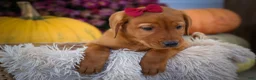 Labrador Retriever dogs for sale: NOAH - Ad 12