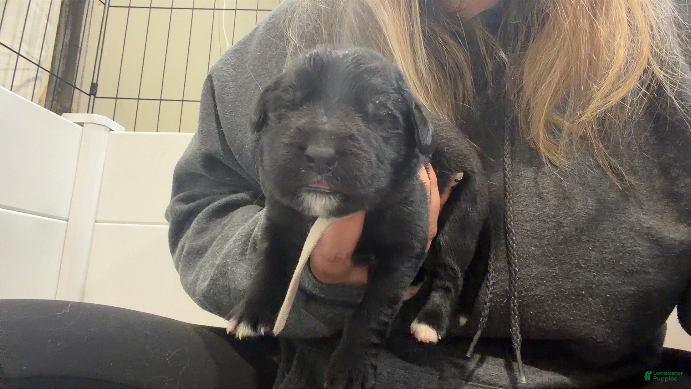 Mixed Breed dogs for sale: Prancer  - Ad 28