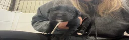 Mixed Breed dogs for sale: Prancer  - Ad 1