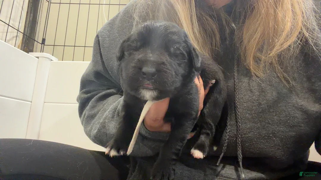 Mixed Breed dogs for sale: Prancer  - Ad 1