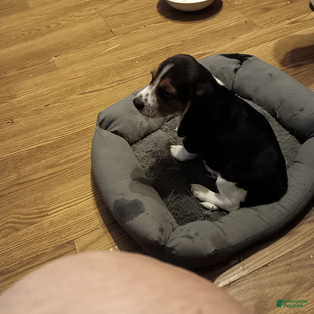 Beagle dogs for sale: Beagle 2 - Ad 1