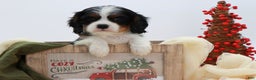 Cavalier King Charles Spaniel dogs for sale: Kye - Ad 2