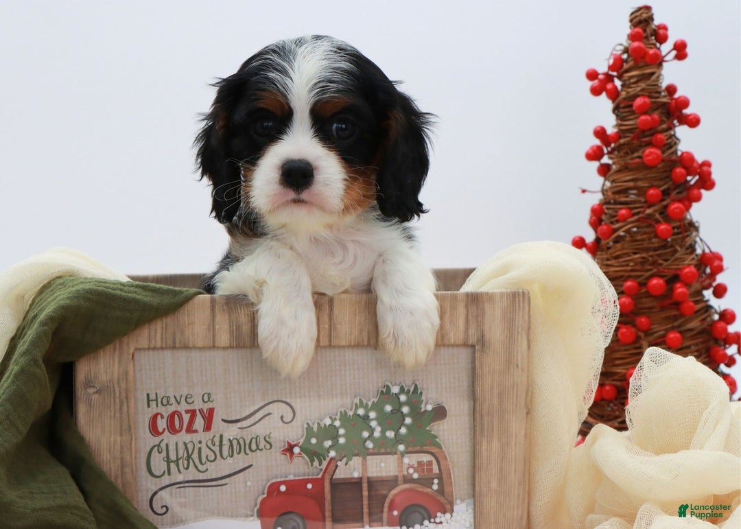 Cavalier King Charles Spaniel dogs for sale: Kye - Ad 2