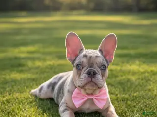 French Bulldog dogs for sale: Lavender - The Playful Pouncer - Ad 2