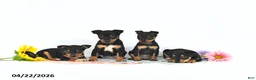 Miniature Pinscher dogs for sale: Julie       EXTRA SMALL - Ad 5