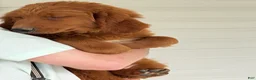 Goldendoodle dogs for sale: Oscar - Ad 4