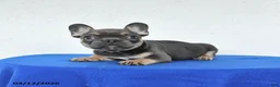 French Bulldog dogs for sale: Bella   - Ad 4