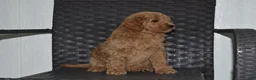 Goldendoodle dogs for sale: Angel - Ad 3