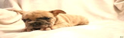 French Bulldog dogs for sale: Moose - Ad 2