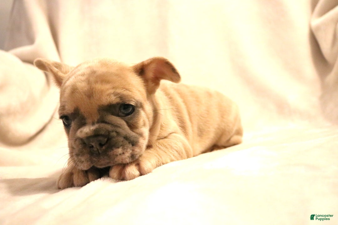 French Bulldog dogs for sale: Moose - Ad 2