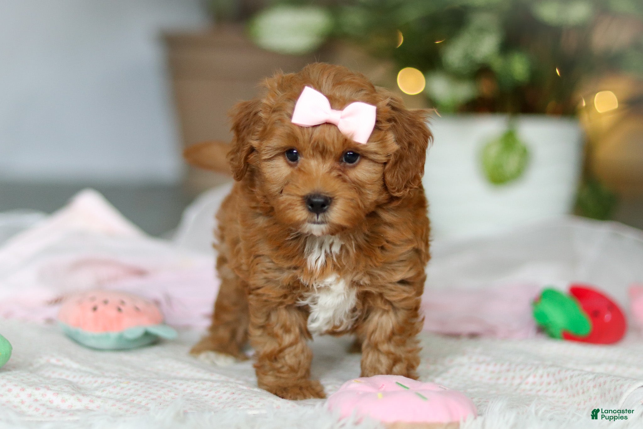 Cavapoo dogs Maggie - Ad 10