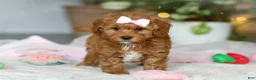 Cavapoo dogs for sale: Maggie - Ad 1