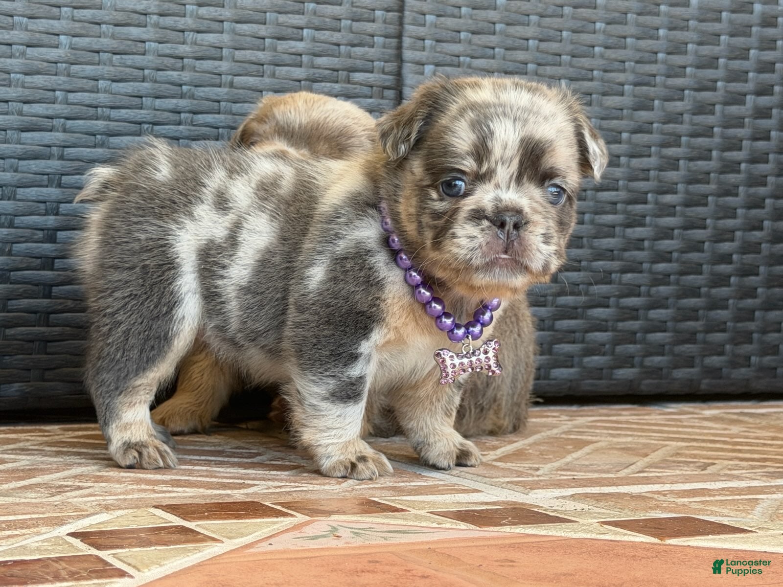 French Bulldog dogs Stormi (Female)  - Ad 2