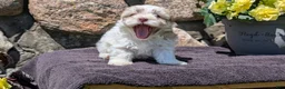 Havanese dogs for sale: Talia - Ad 5