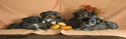 Mini Aussiedoodle dogs for sale: Lainey - Ad 5