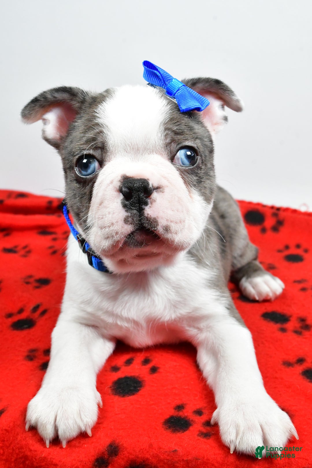 Mixed Breed dogs for sale: Scout - Ad 7