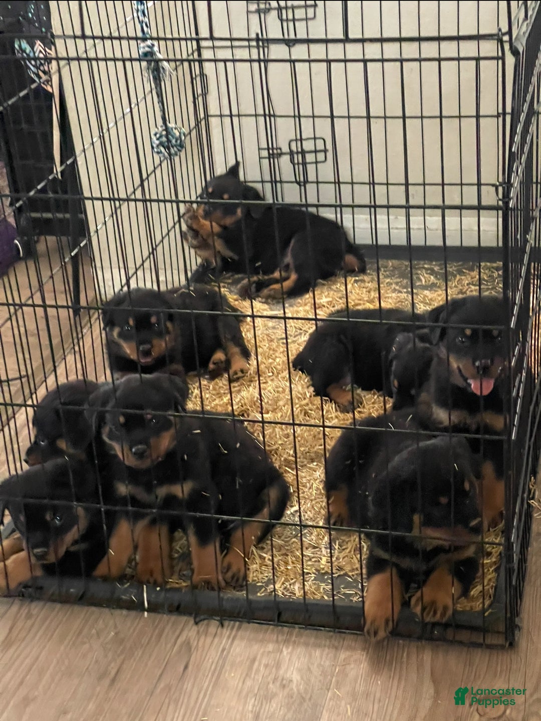 Rottweiler dogs for sale: 3rd Pick Female - Ad 14