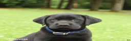 Labrador Retriever dogs for sale: Max - Ad 4