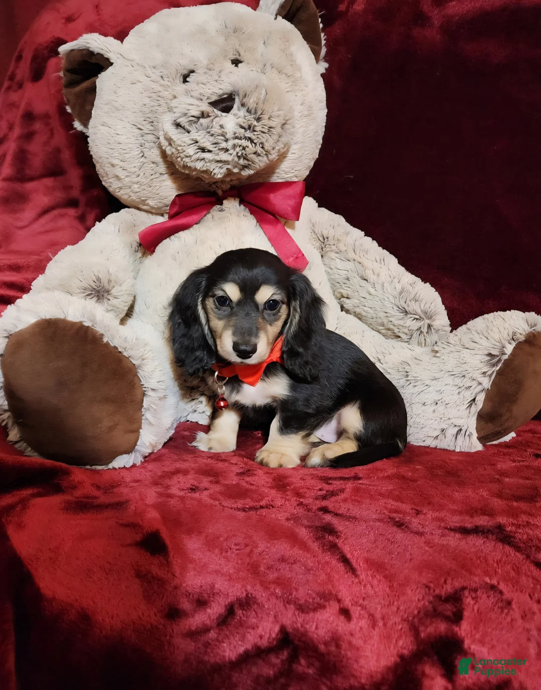 Miniature Dachshund dogs for sale: LAYLA - Ad 1