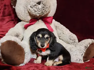 Miniature Dachshund dogs LAYLA - Ad 22