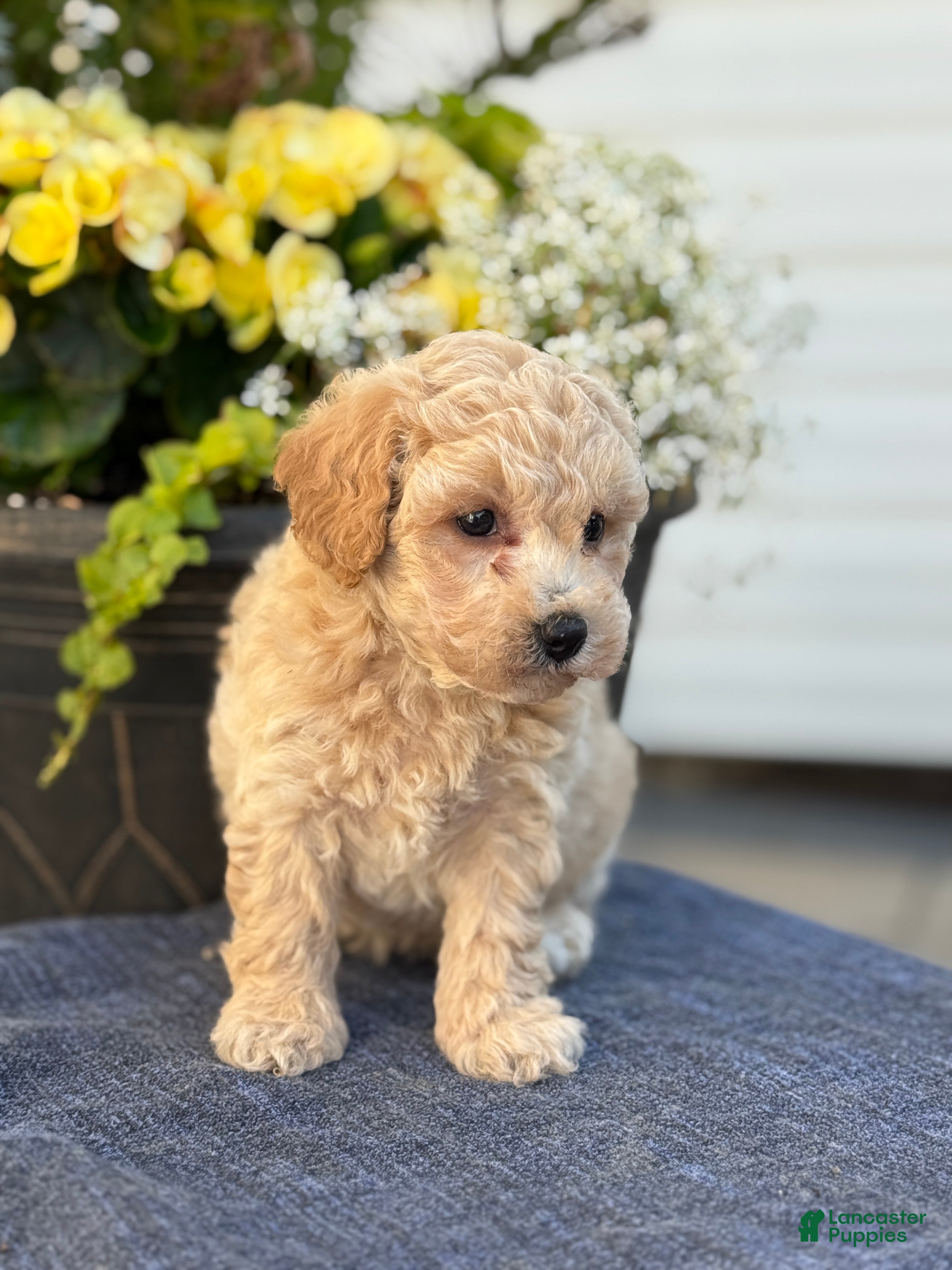 Bichpoo dogs for sale: Faye - Ad 11